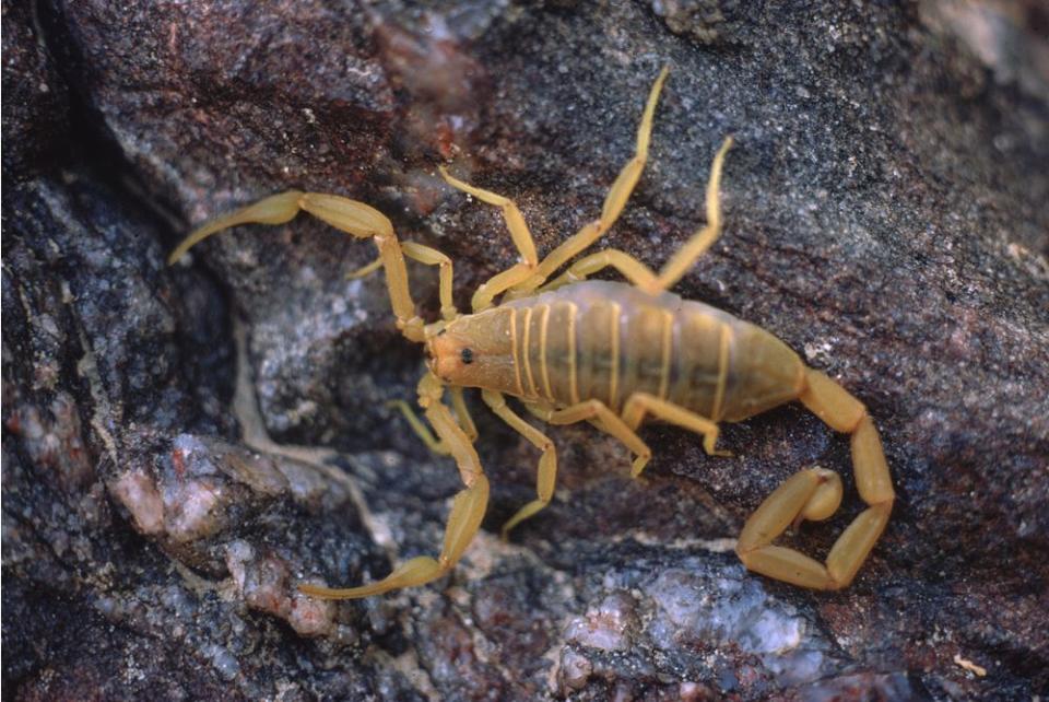 circa 1960:  A scorpion on a rock in the Grand Canyon.  (Photo by Ernst Haas/Ernst Haas/Getty Images)