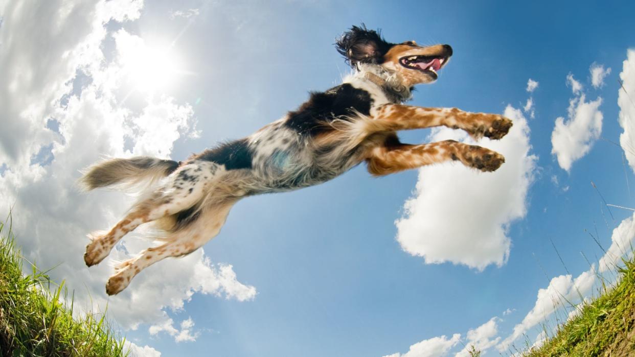  Easy ways to teach your dog new tricks — dog jumping with the sky behind it  