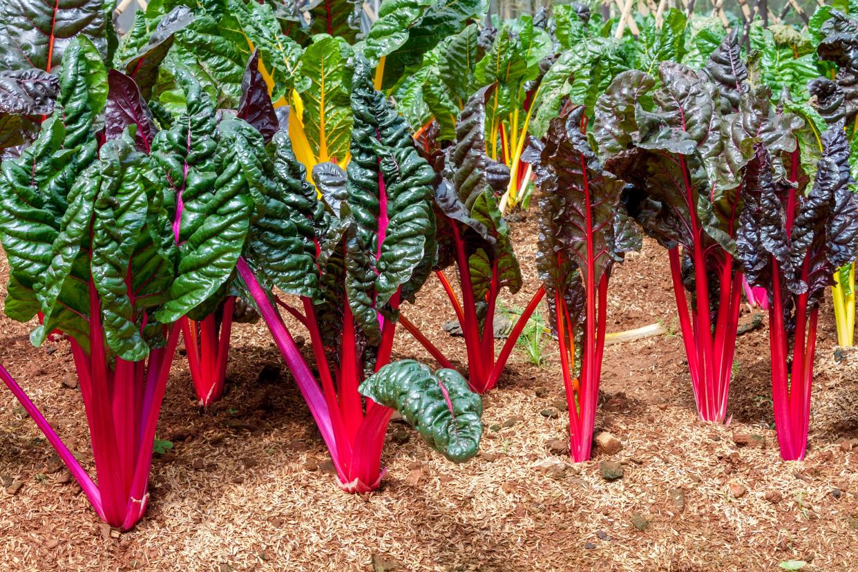 Many varieties of Swiss chard are highly ornamental.