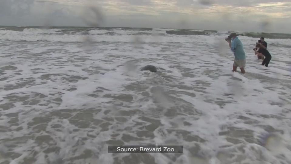 A 370-pound loggerhead sea turtle named Perseverance made her return to the ocean on Tuesday after a three-month stay at the zoo’s Sea Turtle Healing Center.