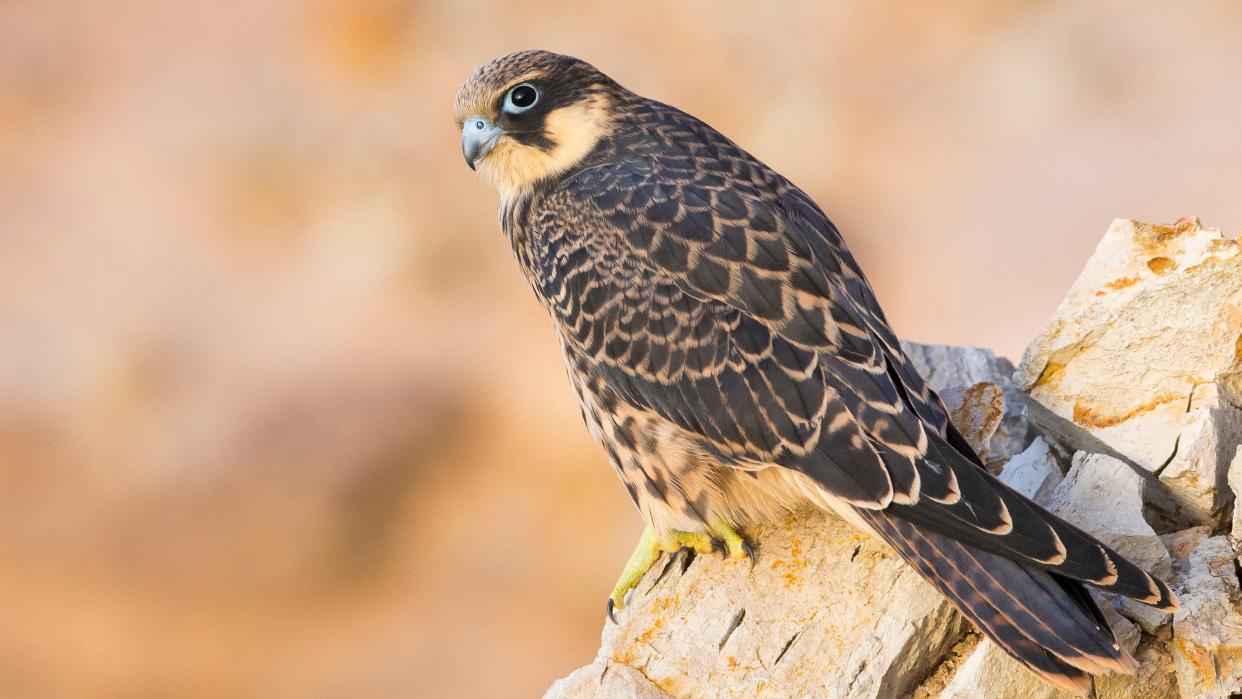  Eleonora's falcon perched on rocks with an orange hue. 