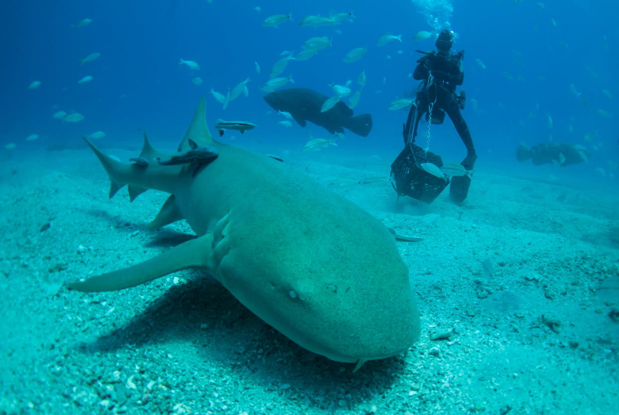 A nurse shark swims across the bottom of the ocean during an outing with company Emerald Charters off Jupiter Inlet, Florida, May 18, 2022.  REUTERS/Sam Wolfe