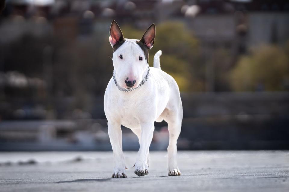 portrait of a bullterrier dog smallest dog breeds