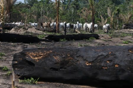 Cattle are seen near burnt trees in Jamanxim National Forest, in the Amazon near Novo Progresso