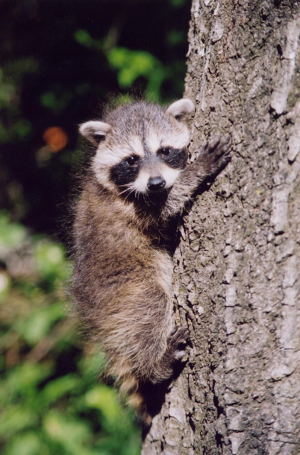 Do not handle any rabies vector species — raccoons, foxes, skunks or bats — even babies. Experts can reunite babies, like this raccoon, with its mother.