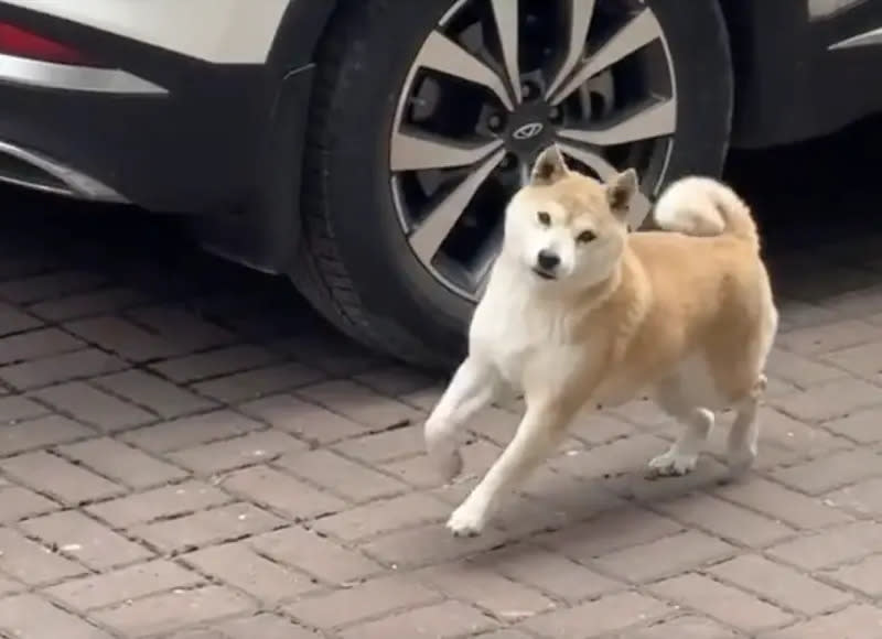 ▲近日一隻柴犬在大街上走路的樣子，像極了正在跳滑步舞，讓原PO當場笑出聲來，甚至拿起手機拍下上傳網路。（圖／翻攝自TikTok）