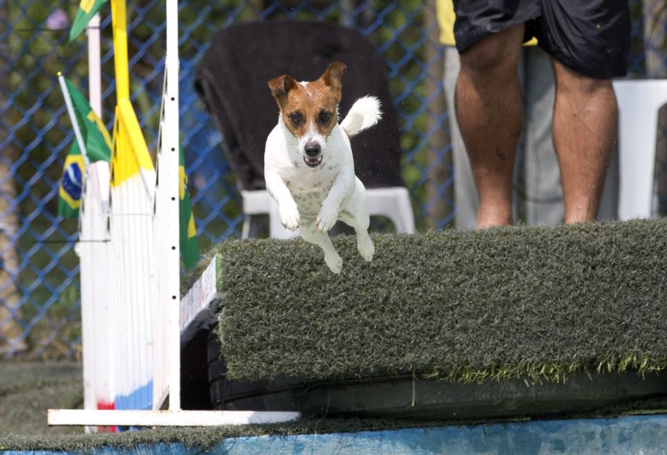<p>Dog “Bacana” competes in the jumping competition during the Dog Olympic Games in Rio de Janeiro, Brazil, Sunday, Sept. 18, 2016. Owner of the dog park and organizer of the animal event Marco Antonio Toto says his goal is to socialize humans and their pets while celebrating sports. (AP Photo/Silvia Izquierdo) </p>