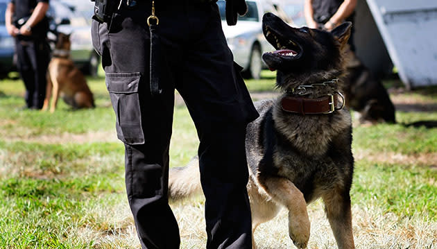 File photo of police dog graduating from Miami K-9 academy. (Joe Raedle/Getty)