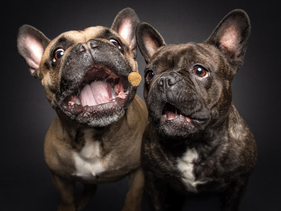 French Bulldogs