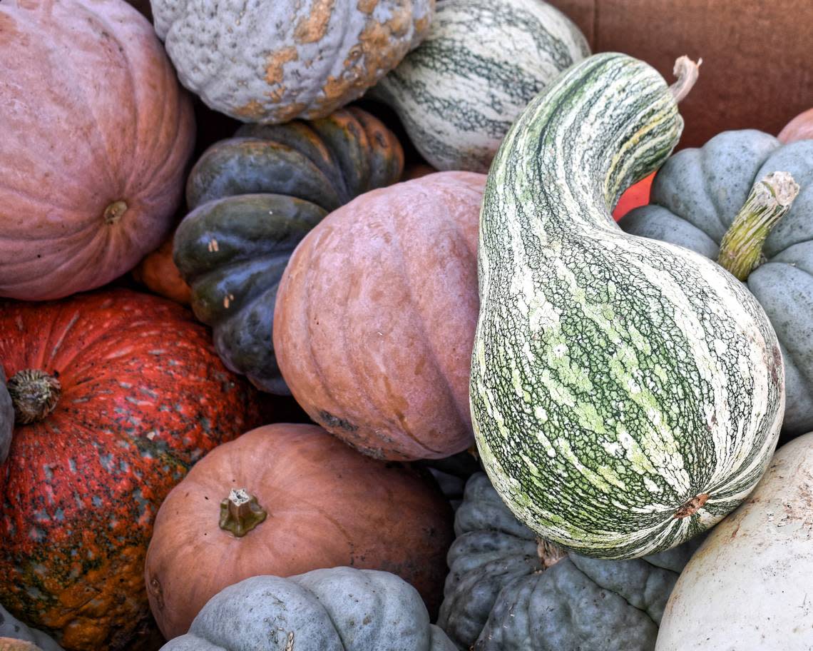 Cushaws and pumpkins for sale at Beckham Sharpe’s Georgetown farm. You can find them at farmers’ markets and at the grocery store, if you know what to look for. The green striped gourd is the cushaw. And it isn’t just for decoration.