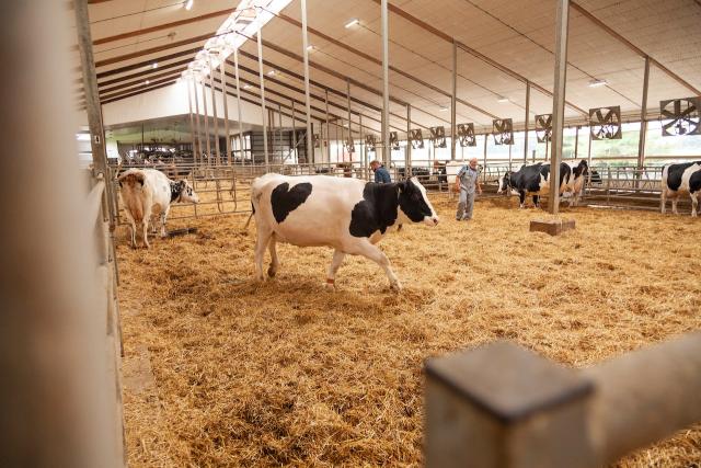 This 76-year-old Hamilton dairy farm is 'moo'-ving into the future