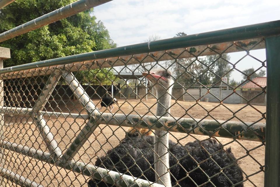 畜產所的動物園區