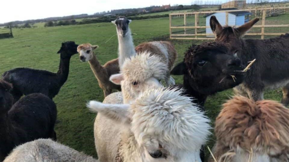 Larry was kept alongside other animals at the Northumberland sanctuary (Northumbria Police)