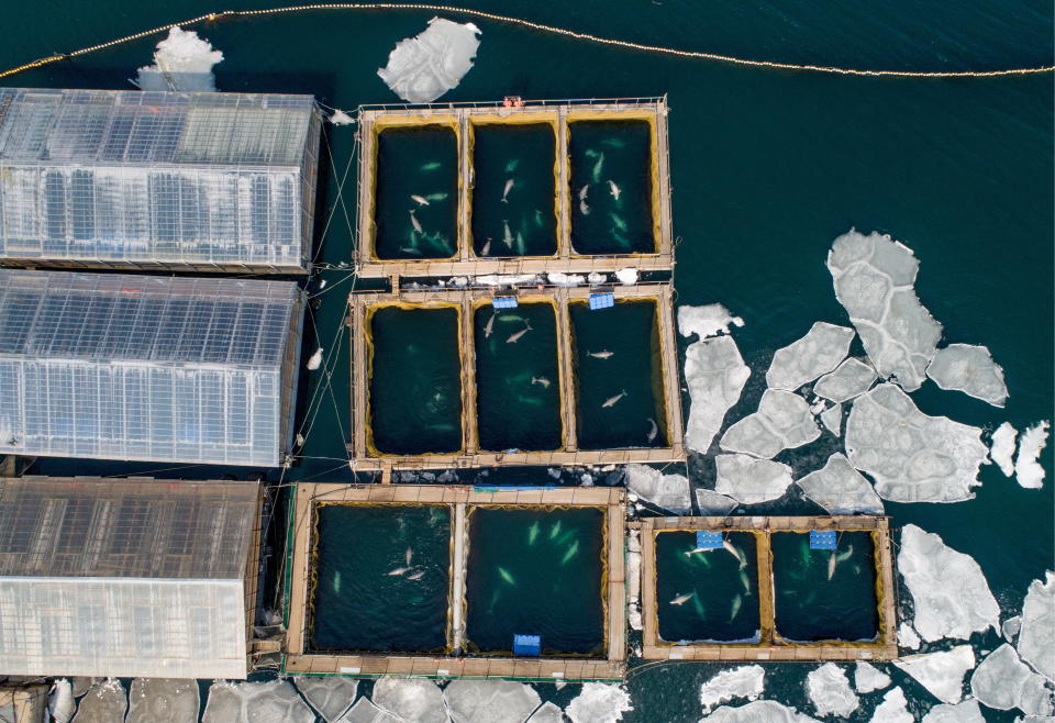 An aerial view of the holding pens. (Photo: Yuri Smityuk via Getty Images)