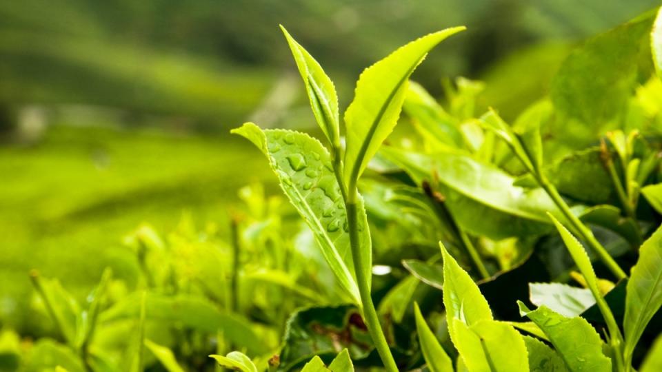 A photo of green leaves used to produce matcha and green tea