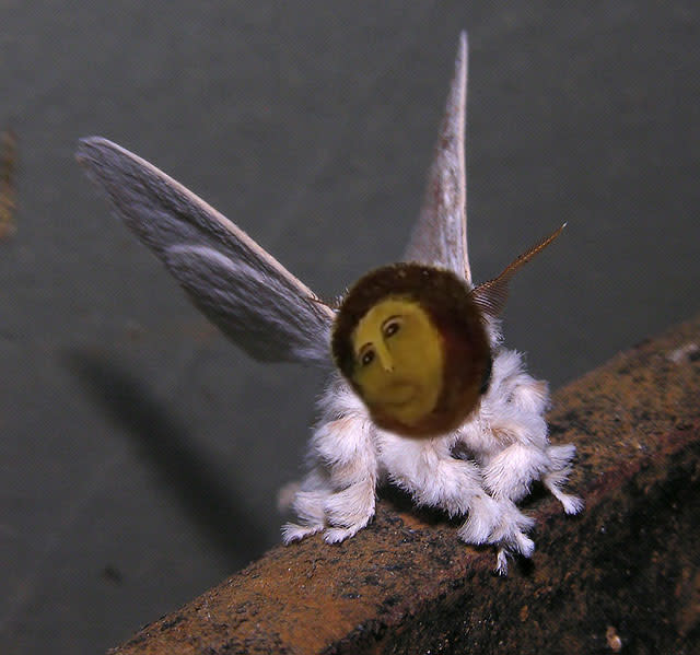 Venezuelan Poodle Moth Is the Internet's Favorite Pet This Week