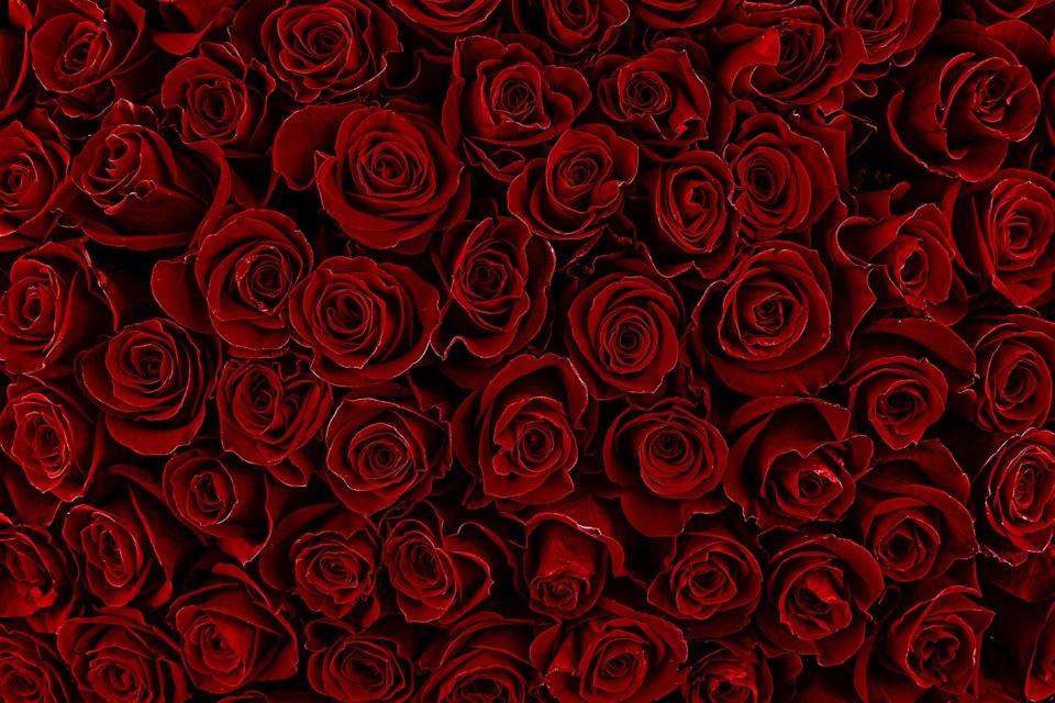 natural red roses background color of the holiday gift to a woman deep red color