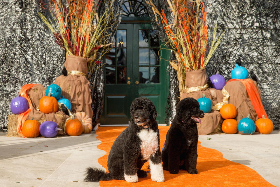 Los perros de la familia Obama, Sunny y Bo  (AP Foto/Andrew Harnik)