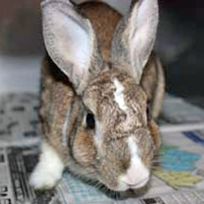 Chocolate is male, local breed rabbit. He is 1 year 1 month-old. Chocolate was found abandoned in a cage at an industrial estate. He is curious and will come close to check out visitors. Like all rabbits, he requires good rabbit care to keep him healthy. Rabbits do best in playpens or free roam (indoor) settings, not caged up. (Photo and description provided by the SPCA)