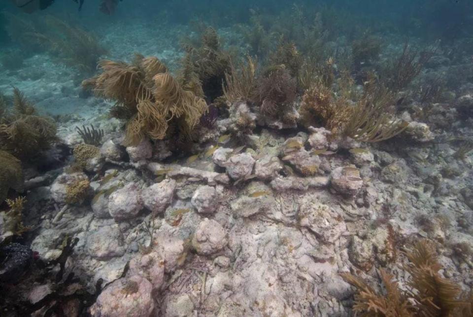 Concreted cannonballs from the HMS Tyger on the seafloor.