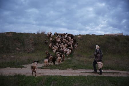 Netanel herds his sheep in a field near his home in the unauthorised Jewish settler outpost of Havat Gilad, south of the West Bank city of Nablus January 5, 2016. REUTERS/Ronen Zvulun