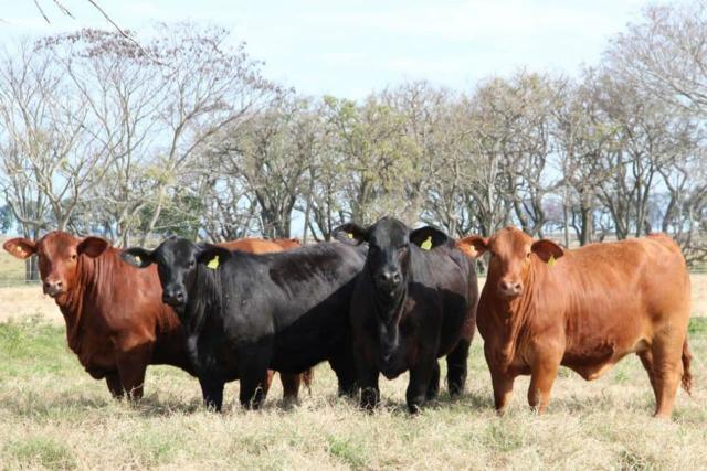 Remate ganadero subasta anual de Estancia La Leonor en Chaco