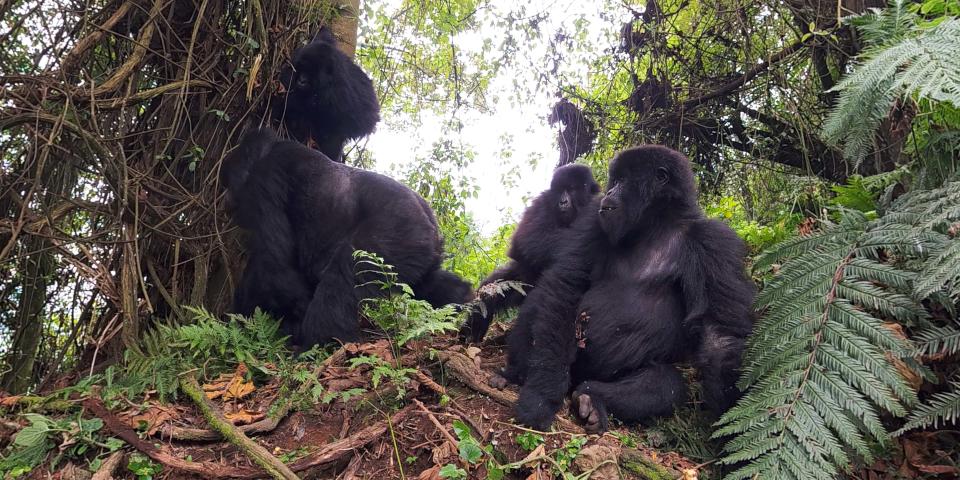 The Gorilla Trek virtual reality experience at the Milwaukee County Zoo shows the life of a family of mountain gorillas in Rwanda.