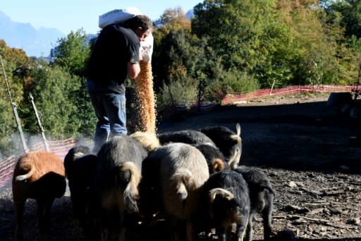 Michel Guidet feeds corn, chestnuts and other foodstuffs to his free-ranging Mangalitzas