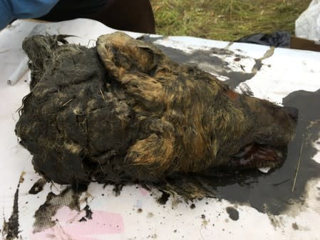 A head of an ancient wolf, that had been preserved in permafrost for over 40000 years, is seen in the Republic of Sakha