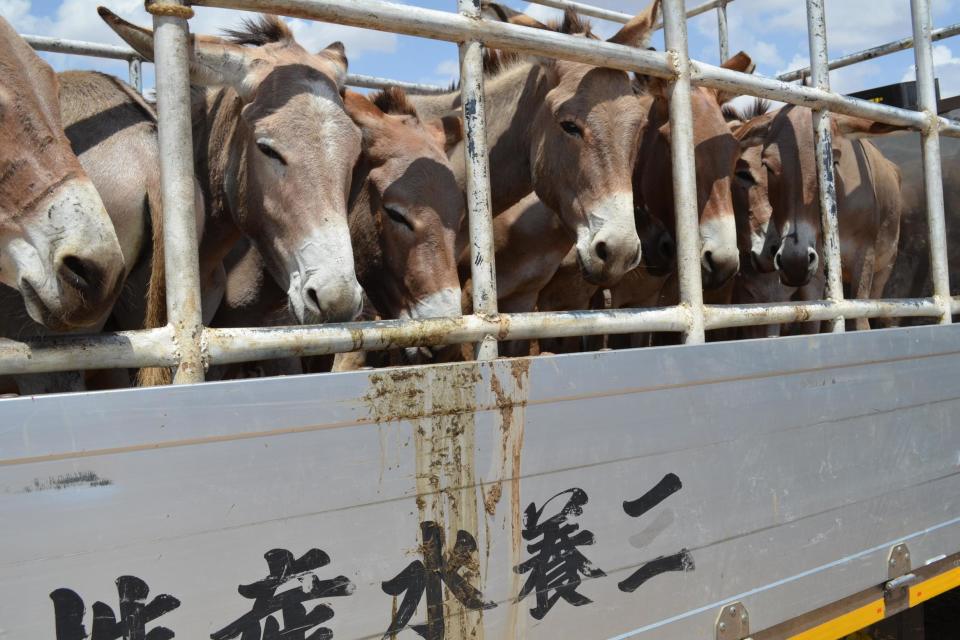 Donkey's being transported by truck from a market in Tanzania (The Donkey Sanctuary)