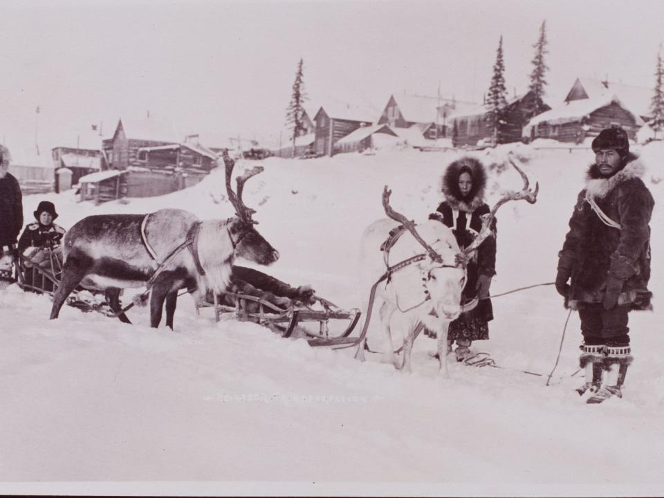 Two men and two women with reindeer hitched to sleds, 1900