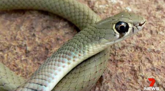 The snake was identified as a yellow-faced whip snake. Source: 7 News