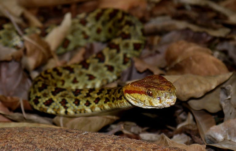 An ornate red, yellow and orange pit viper is one of the new species found in the Himalayas, alongside many plants, fish and inverterbrates