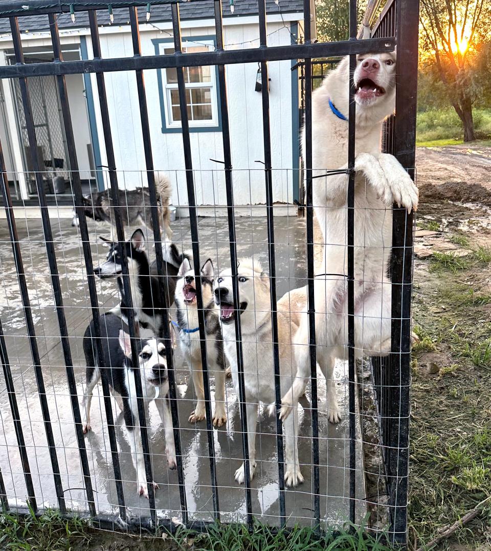 These dogs were rescued by Husky Halfway House in Eufaula.