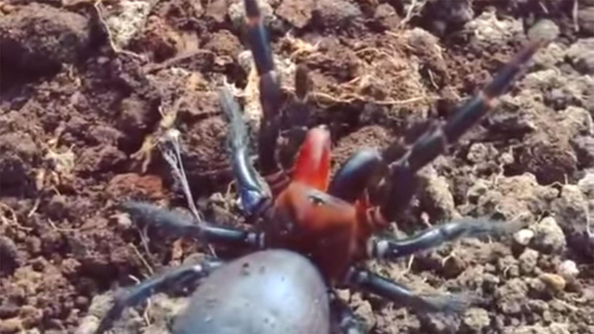 World's deadliest spider: the funnel-web - Australian Geographic