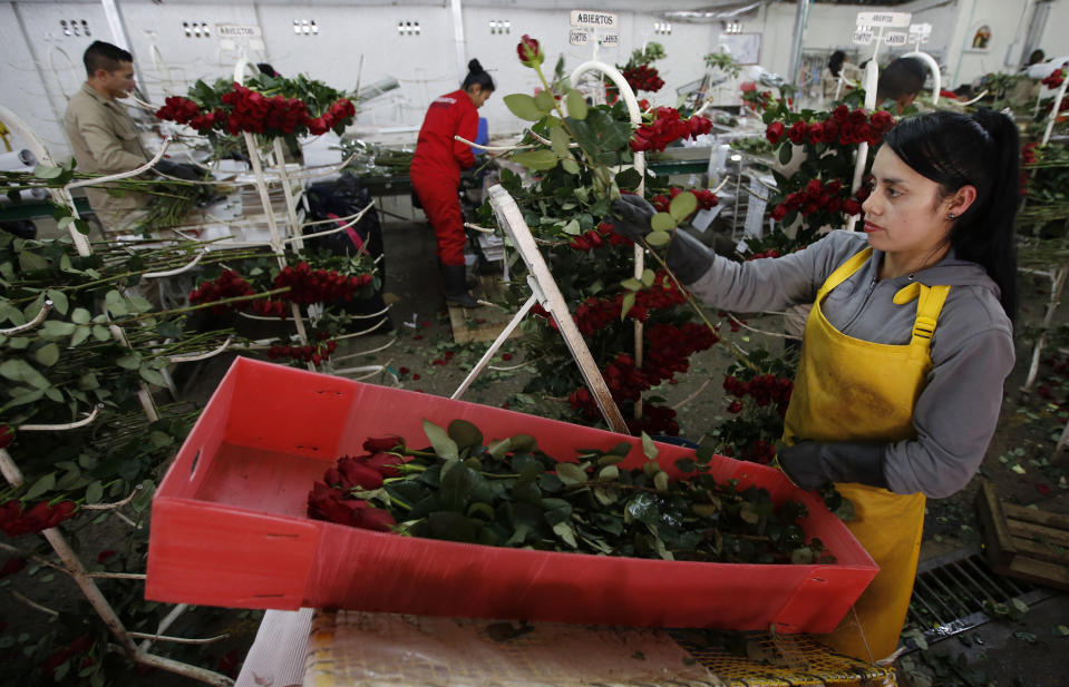 En esta imagen, tomada el 20 de enero de 2017, trabajadores empaquetan rosas que serán enviadas a Estados Unidos antes del Día de San Valentín, en las instalaciones de la empresa de flores Ayura, en Tocancipa, al norte de Bogotá, Colombia. Casi 150 toneladas de flores salen cada día a bordo de más de 30 aviones entre enero y marzo, y se inspeccionan porque en años previos algunas cargas han estado “envenenadas”, como se conoce a las rosas infectadas por el narcotráfico. (AP Foto/Fernando Vergara)