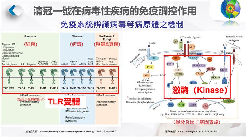 「類鐸受體」TLR受體，會透過激酶（Kinase）做出免疫反應，並且促進發炎因子基因表達。（圖／記者黃仲丘攝影)