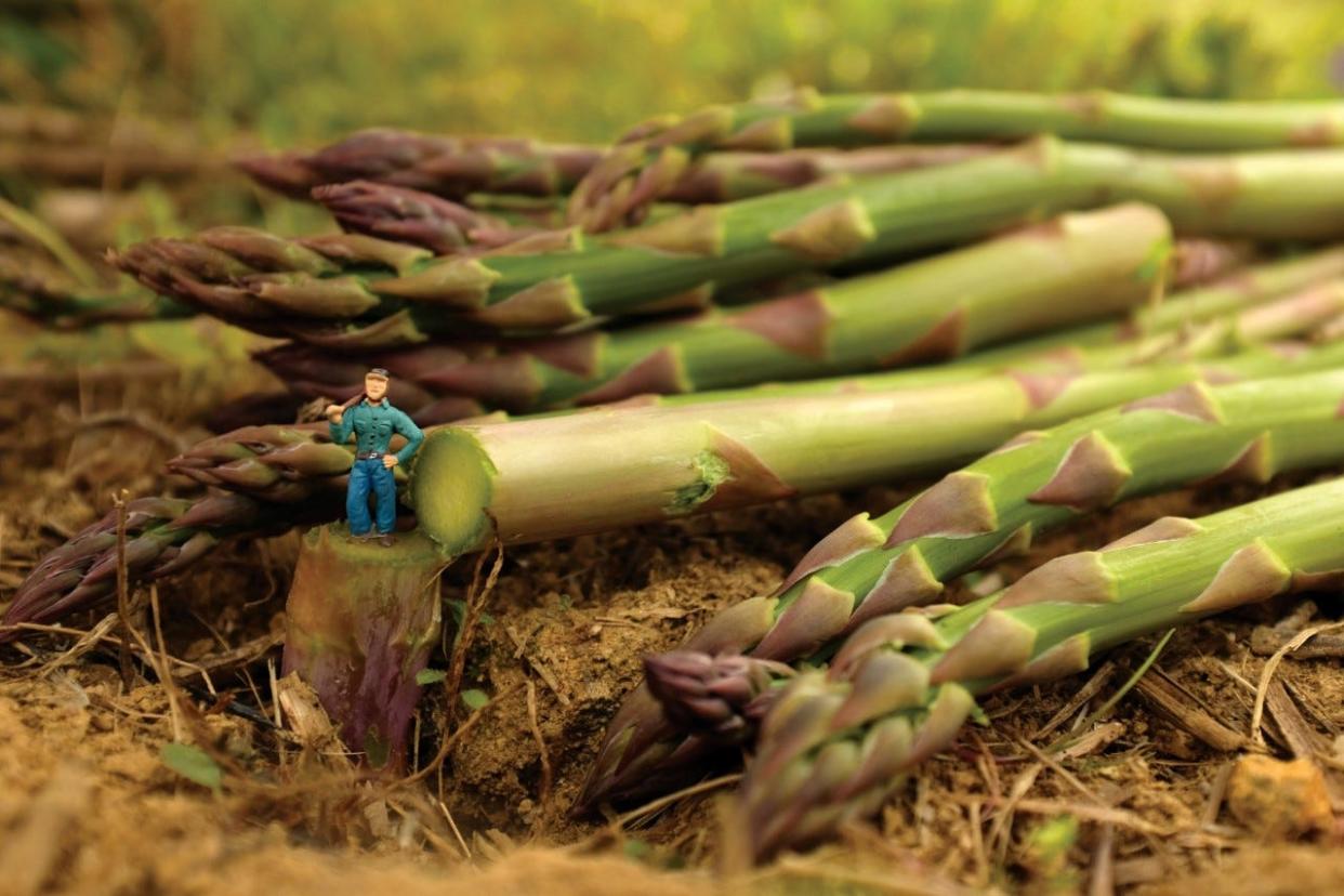 Sarah Jones Decker's daughter Josephine assisted her in taking this photograph of "Asparagus Logger," one of the photographs depicted in the Marshall resident's new book, Tiny Ridge.