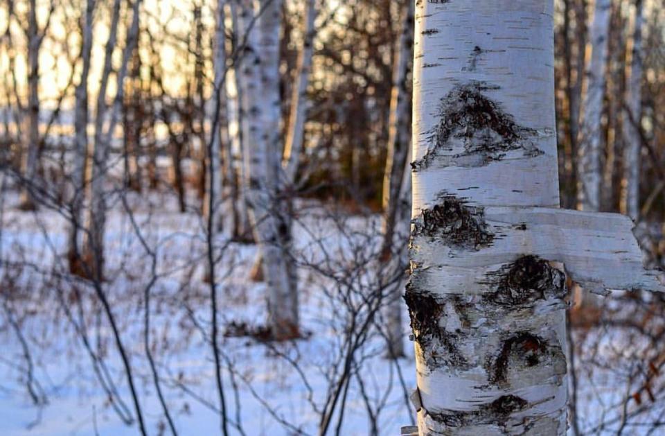 Birch bark and sunsets during Christmas in Gander.