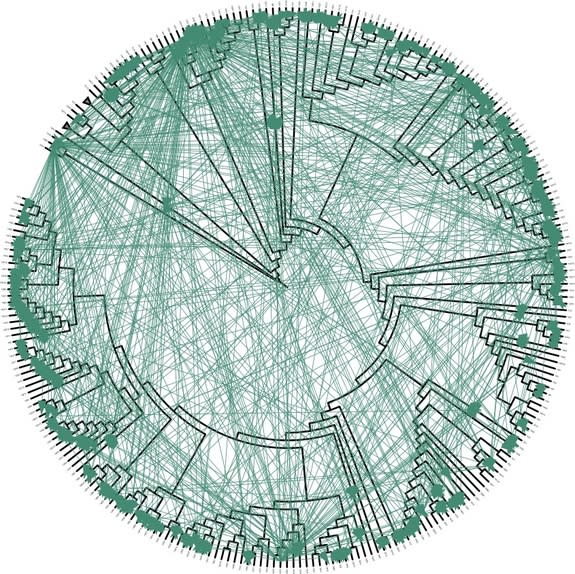 This network represents the family relationships of Vibrio bacteria.