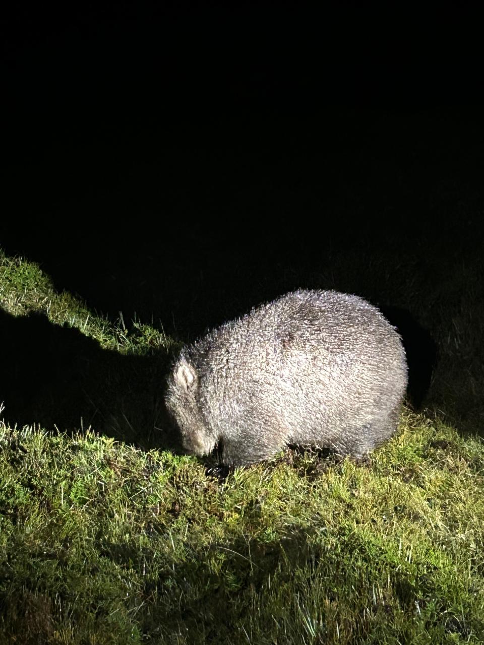 Wombat spotted at Lake St. Clair National Park.