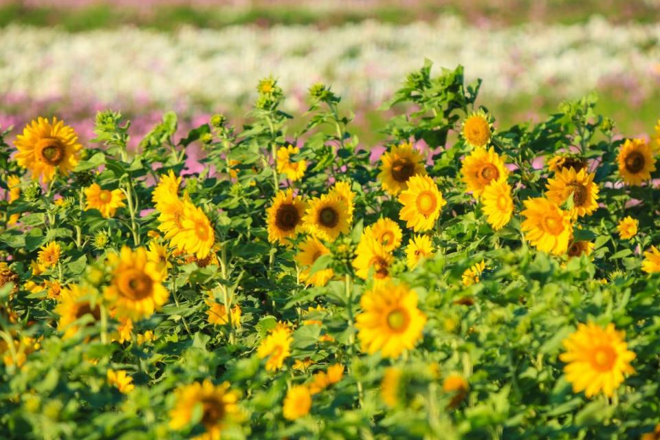 花海在楊梅、大園、大溪，三大展區接力盛放。   圖：取自臉書桃園花彩節