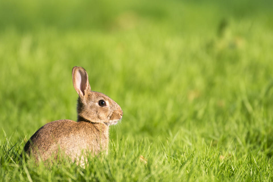 European rabbit (Oryctolagus cuniculus) on alert, Ashdown Forest, Sussex, England