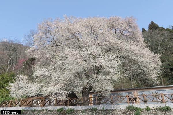 樹齡至少有八十年的「霧社櫻王」，同時也被譽為北臺灣最大的霧社櫻，在每年三月盛開時節總是吸引眾多遊客慕名前來觀賞，令人嘆為觀止。（圖：新竹林管處提供）