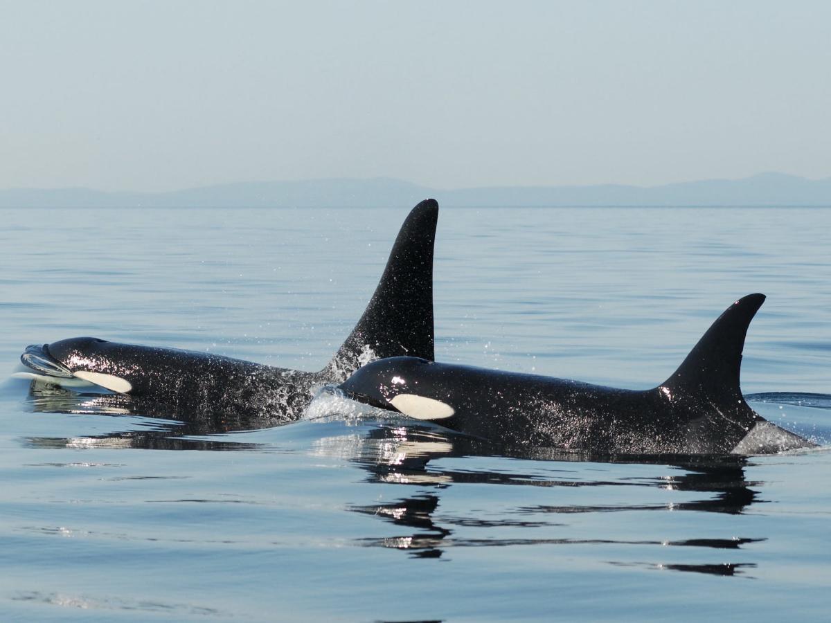 A female orca traumatized by a previous encounter with humans may be