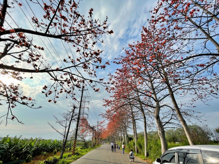 彰化｜埤頭東螺溪木棉花道