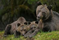 <p>Grizzly bears in Great Bear Rainforest, Canada // October 5, 2014</p><p><strong>RELATED: </strong><a href="https://www.redbookmag.com/life/mom-kids/g4382/animals-act-like-parents/" rel="nofollow noopener" target="_blank" data-ylk="slk:9 Animals That Are Basically You As a Parent;elm:context_link;itc:0;sec:content-canvas" class="link "><strong>9 Animals That Are Basically You As a Parent</strong></a></p>