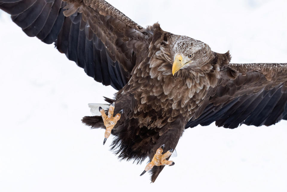 French photographer Alexandre Bès took this picture of an eagle in Japan.