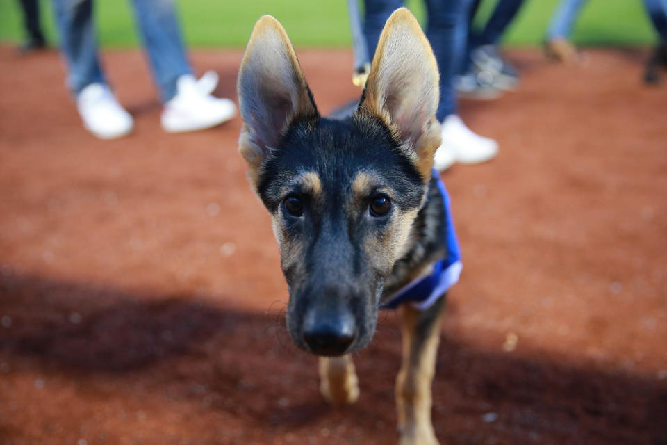 Bark in the Park