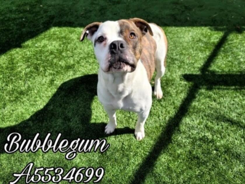 Bubblegum was euthanized at one of the LA county shelters. 